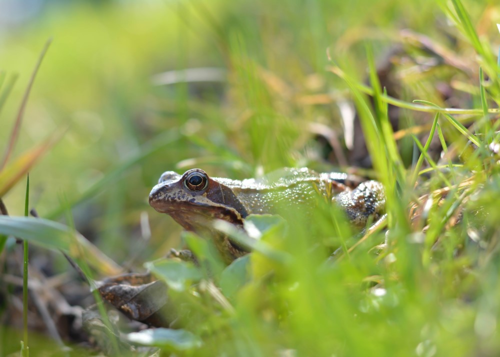Zbliżenie żaby ukrytej wśród trawy
