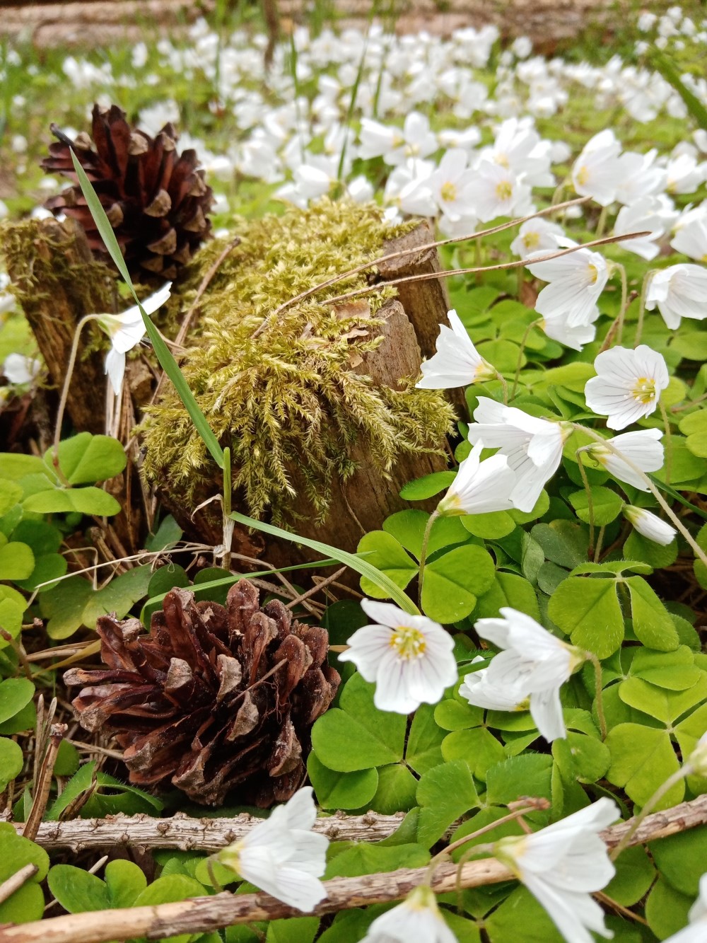 Białe kwiaty szczawiku, wśród nich mech i szyszki